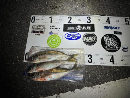 アジング連チャン