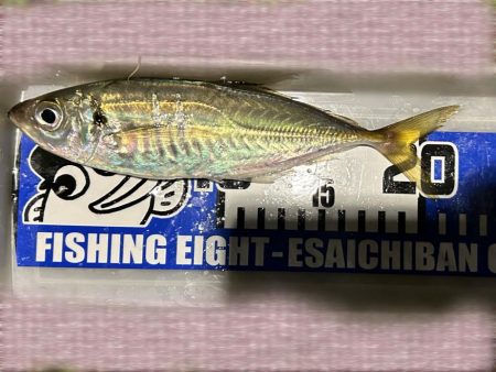 なんとか初アジ