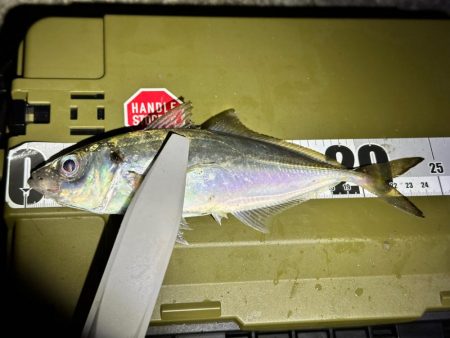 大阪湾アジング