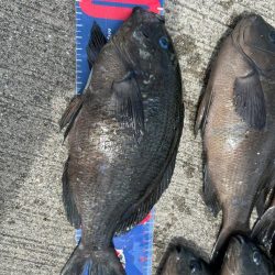 魚津港 フカセ釣り