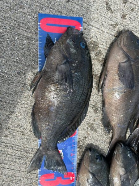 魚津港 フカセ釣り