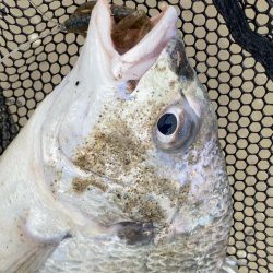 淀川でチニング