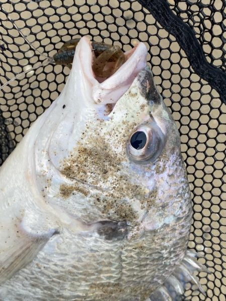 淀川でチニング