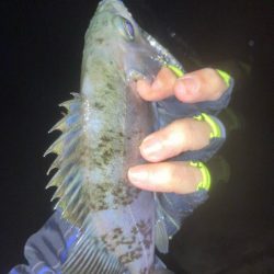 メバルプラッキング