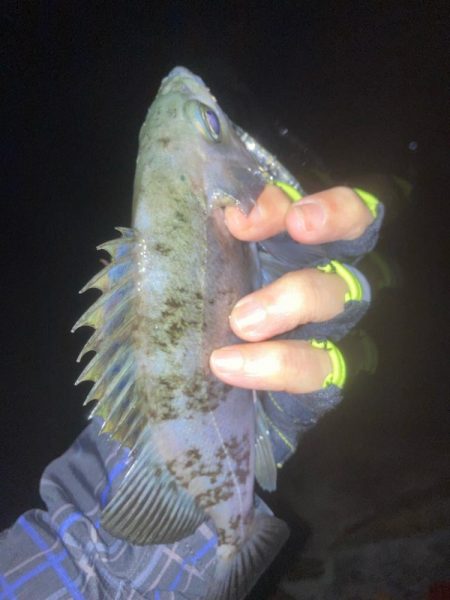 メバルプラッキング