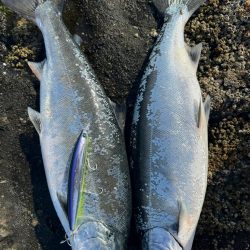 サクラ前線北上中🐟