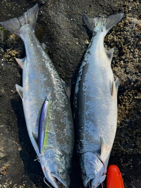 サクラ前線北上中🐟