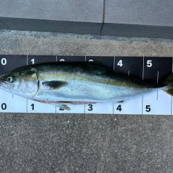 念願の中型青物