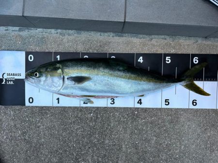 念願の中型青物