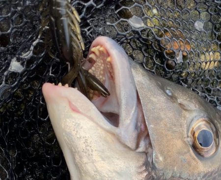 今年は年無し当たり年