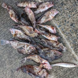 ガシラ好調でした!