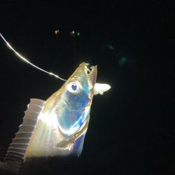 今日もタチウオ