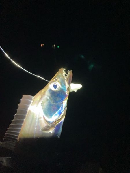 今日もタチウオ