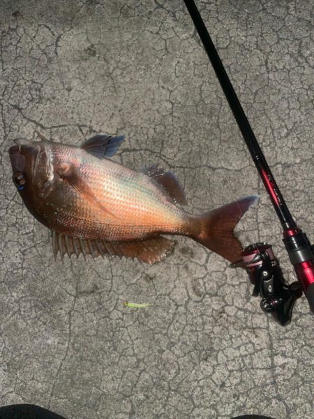 メバリングで真鯛！