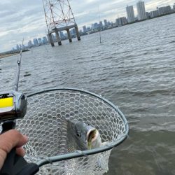 チニング チニング 楽しいな