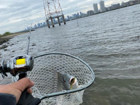 チニング チニング 楽しいな