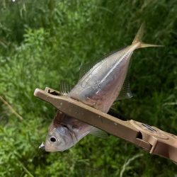 ジグ単de〜アジング久々に釣れました^ ^