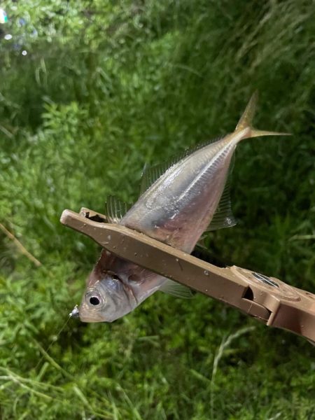 ジグ単de〜アジング久々に釣れました^ ^