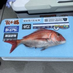 ディープ鯛ラバ