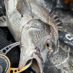 ヘチってきました