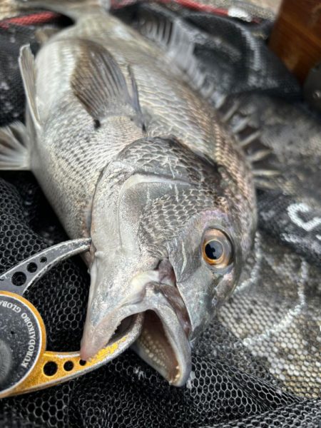 ヘチってきました