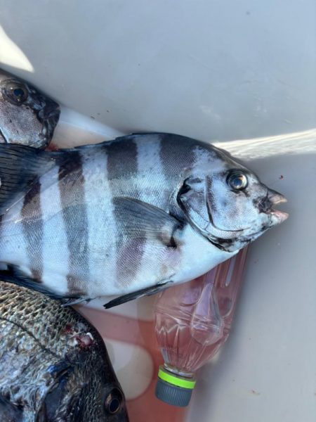 イサキリベンジ