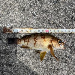 遠投サビキでチヌ⁉️