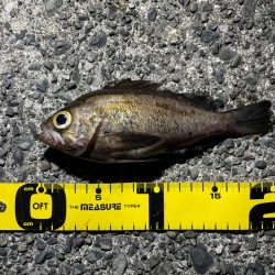 アジング　メバリング