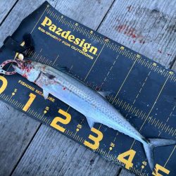 筏シーズン開幕