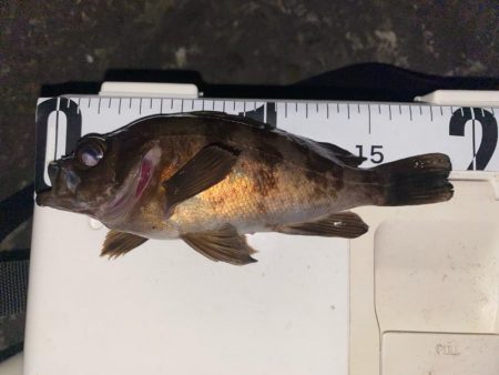 ボクにもついに春到来