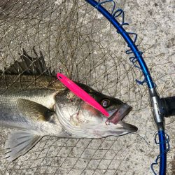 バチ抜け 活性低い?