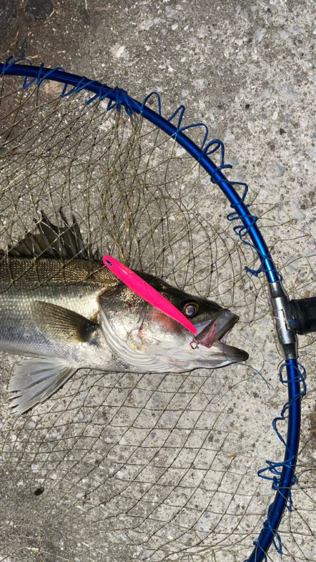 バチ抜け 活性低い?