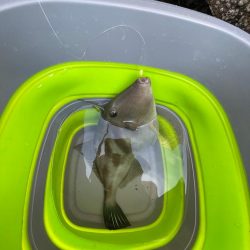 遠投サビキ‼️