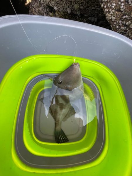 遠投サビキ‼️