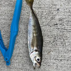 おチヌさん絶賛ノッコミ中！