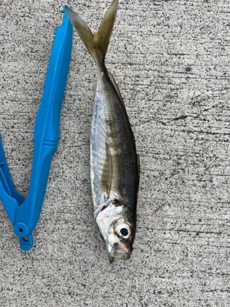 おチヌさん絶賛ノッコミ中！