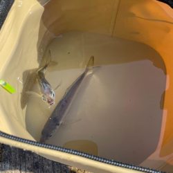 青物はおあずけ