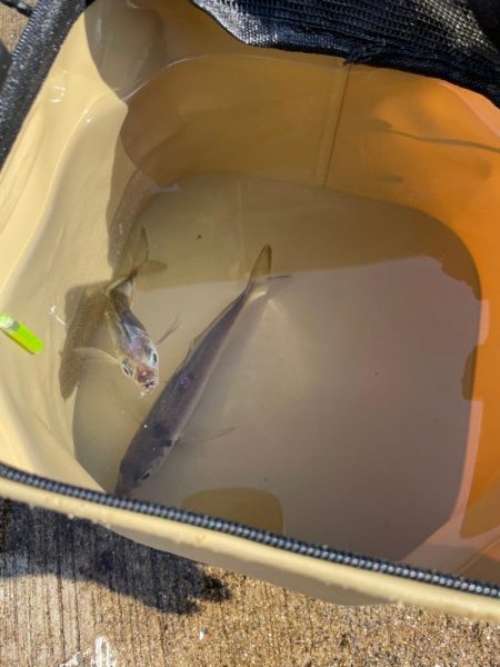 青物はおあずけ