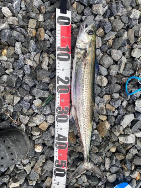 久しぶりにサゴシ