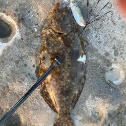 アオリイカよりヒラメ