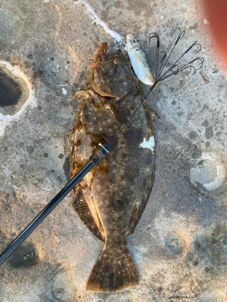 アオリイカよりヒラメ