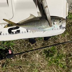 ジグ単de ~アジング♪タイミング合いました^ ^