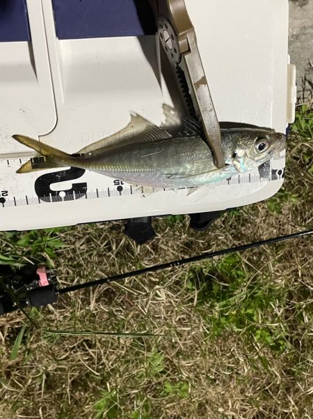 ジグ単de ~アジング♪タイミング合いました^ ^