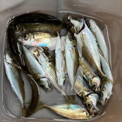 メバル不発後の豆アジ