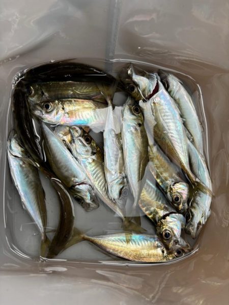 メバル不発後の豆アジ