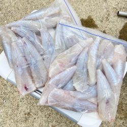 ショウサイフグ/カットウ釣り