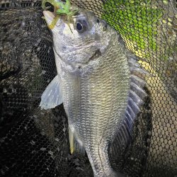 淀川ブリームゲーム