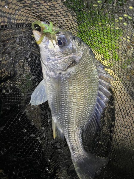 淀川ブリームゲーム