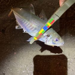 夜カマス後、朝アジ