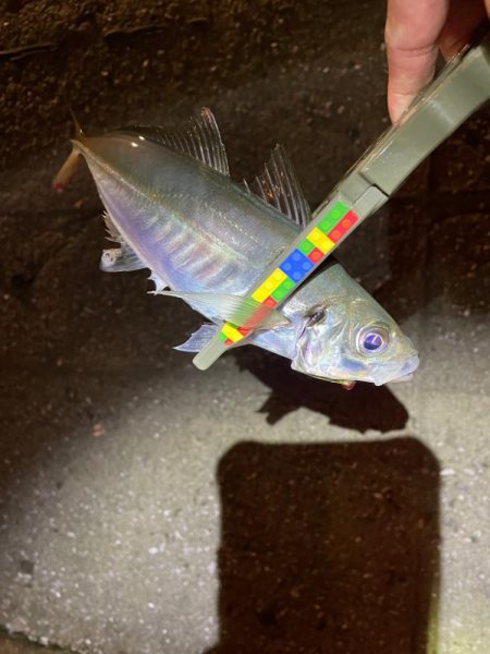 夜カマス後、朝アジ